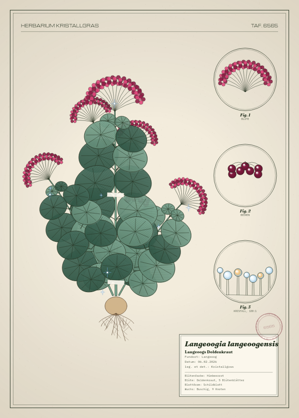Botanische Tafel: Langeoogia langeoogensis, eine erfundene Pflanze aus Langeoog, gezeichnet wie in einem alten Pflanzenatlas