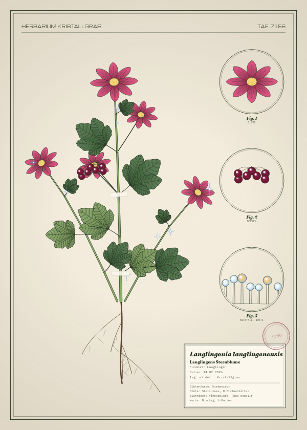 Botanische Tafel: Langlingenia langlingenensis, eine erfundene Pflanze aus Langlingen, gezeichnet wie in einem alten Pflanzenatlas