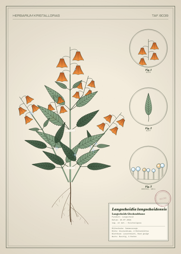 Botanische Tafel: Langscheidia langscheidensis, eine erfundene Pflanze aus Langscheid, gezeichnet wie in einem alten Pflanzenatlas