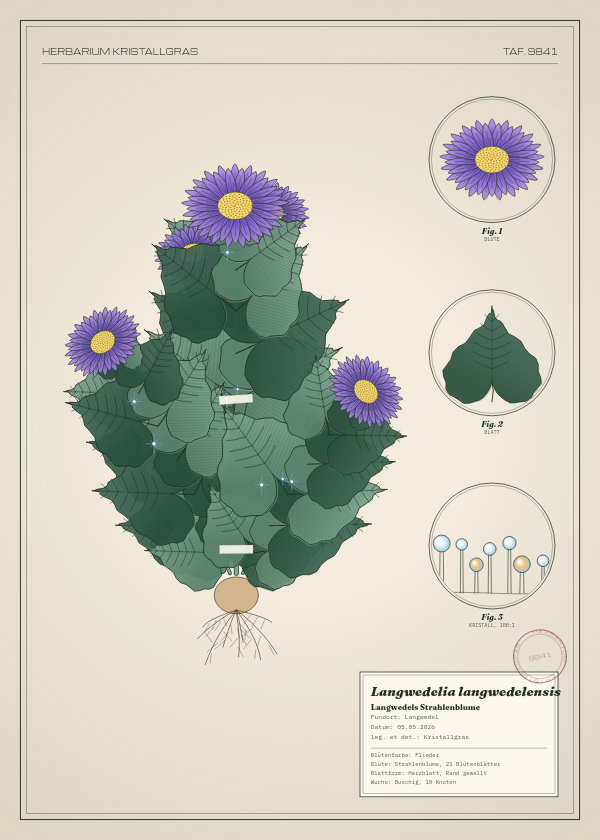 Botanische Tafel: Langwedelia langwedelensis, eine erfundene Pflanze aus Langwedel, gezeichnet wie in einem alten Pflanzenatlas