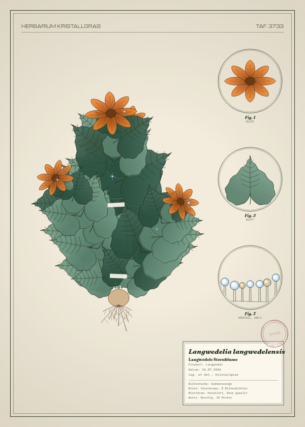 Botanische Tafel: Langwedelia langwedelensis, eine erfundene Pflanze aus Langwedel, gezeichnet wie in einem alten Pflanzenatlas