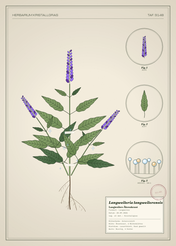 Botanische Tafel: Langweileria langweilerensis, eine erfundene Pflanze aus Langweiler, gezeichnet wie in einem alten Pflanzenatlas