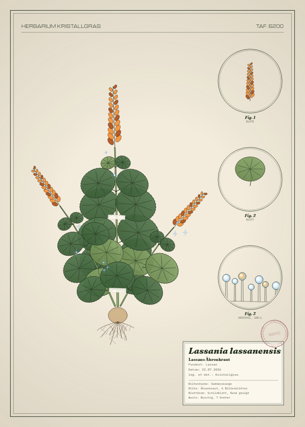 Botanische Tafel: Lassania lassanensis, eine erfundene Pflanze aus Lassan, gezeichnet wie in einem alten Pflanzenatlas
