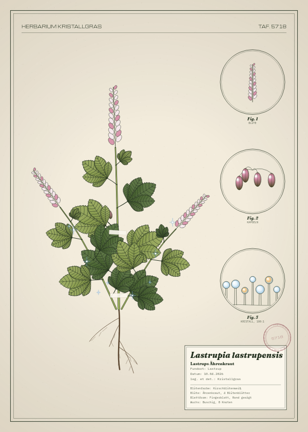Botanische Tafel: Lastrupia lastrupensis, eine erfundene Pflanze aus Lastrup, gezeichnet wie in einem alten Pflanzenatlas