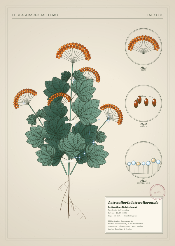 Botanische Tafel: Lettweileria lettweilerensis, eine erfundene Pflanze aus Lettweiler, gezeichnet wie in einem alten Pflanzenatlas