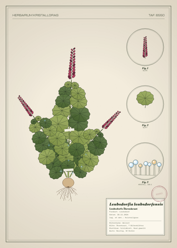Botanische Tafel: Leubsdorfia leubsdorfensis, eine erfundene Pflanze aus Leubsdorf, gezeichnet wie in einem alten Pflanzenatlas