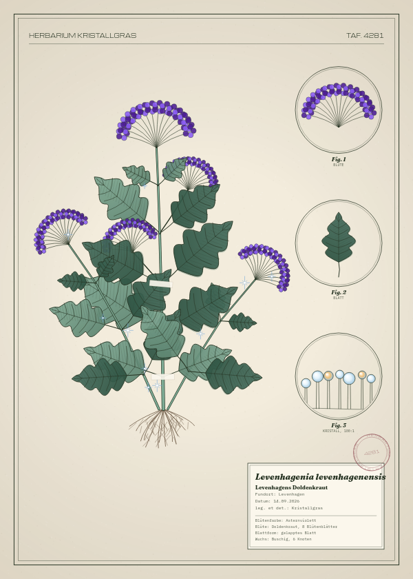 Botanische Tafel: Levenhagenia levenhagenensis, eine erfundene Pflanze aus Levenhagen, gezeichnet wie in einem alten Pflanzenatlas