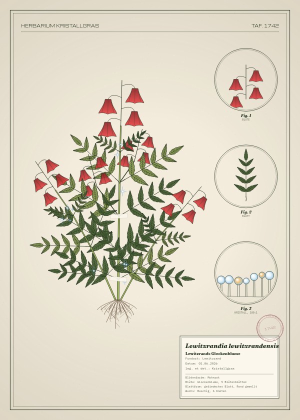 Botanische Tafel: Lewitzrandia lewitzrandensis, eine erfundene Pflanze aus Lewitzrand, gezeichnet wie in einem alten Pflanzenatlas