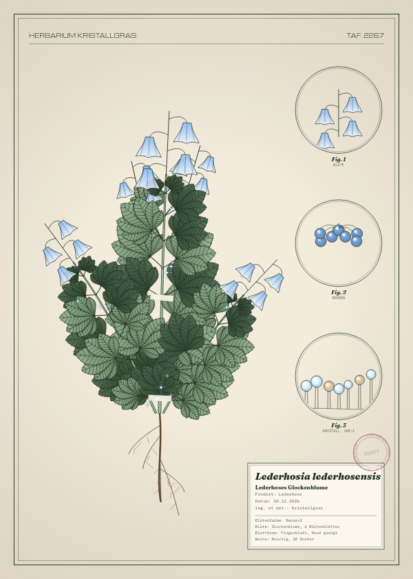 Botanische Tafel: Lederhosia lederhosensis, eine erfundene Pflanze aus Lederhose, gezeichnet wie in einem alten Pflanzenatlas