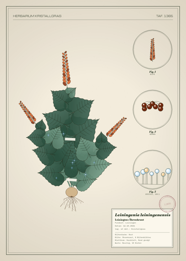 Botanische Tafel: Leiningenia leiningenensis, eine erfundene Pflanze aus Leiningen, gezeichnet wie in einem alten Pflanzenatlas