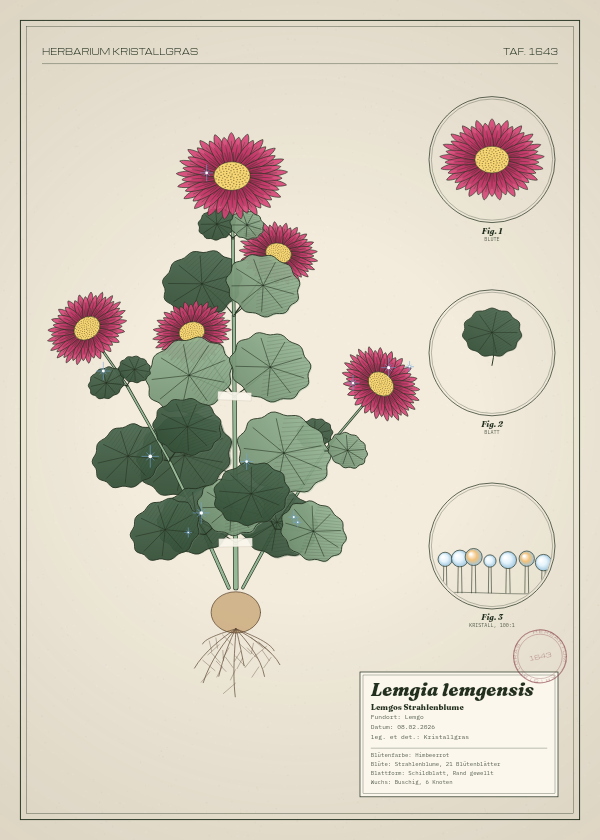 Botanische Tafel: Lemgia lemgensis, eine erfundene Pflanze aus Lemgo, gezeichnet wie in einem alten Pflanzenatlas