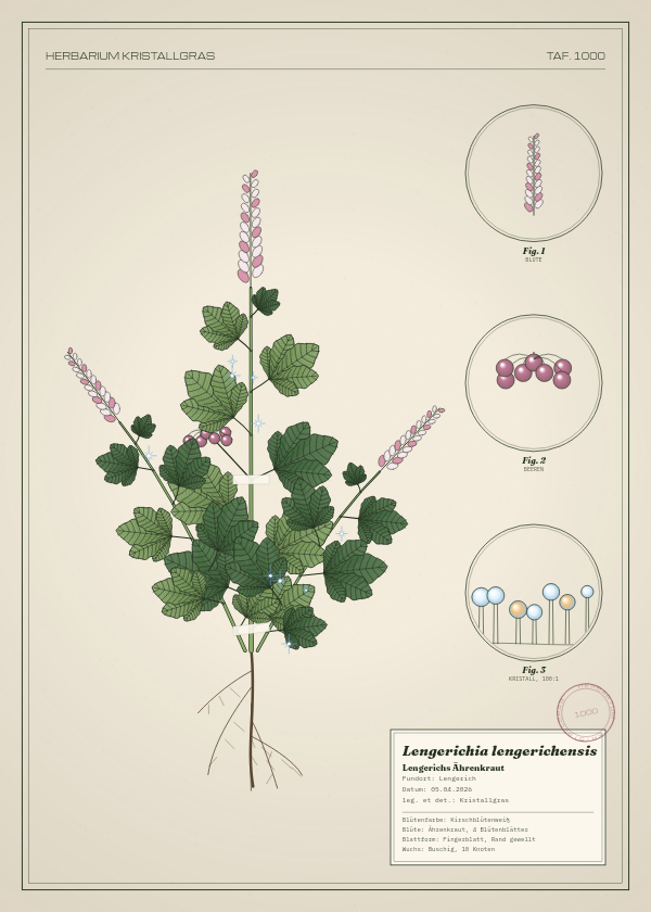 Botanische Tafel: Lengerichia lengerichensis, eine erfundene Pflanze aus Lengerich, gezeichnet wie in einem alten Pflanzenatlas