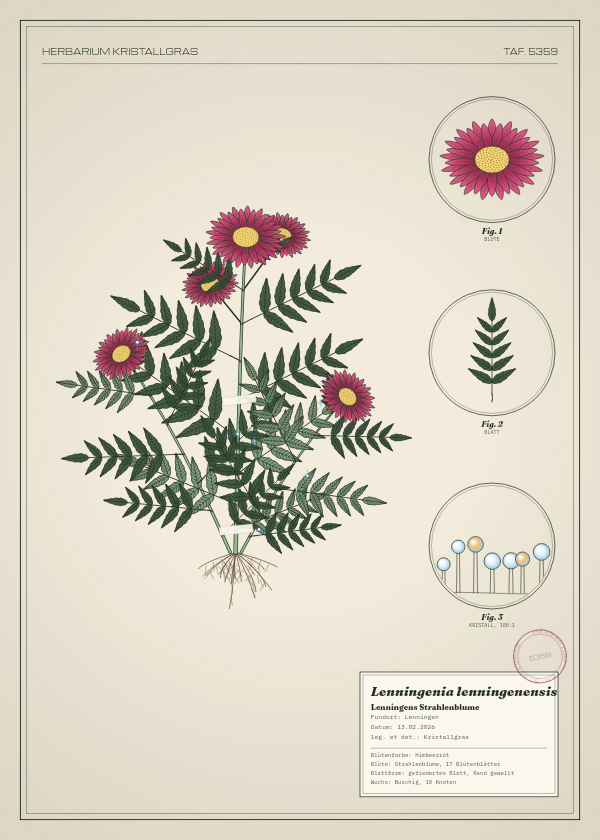 Botanische Tafel: Lenningenia lenningenensis, eine erfundene Pflanze aus Lenningen, gezeichnet wie in einem alten Pflanzenatlas