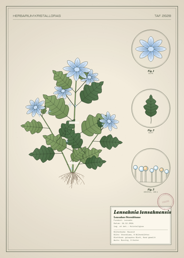 Botanische Tafel: Lensahnia lensahnensis, eine erfundene Pflanze aus Lensahn, gezeichnet wie in einem alten Pflanzenatlas