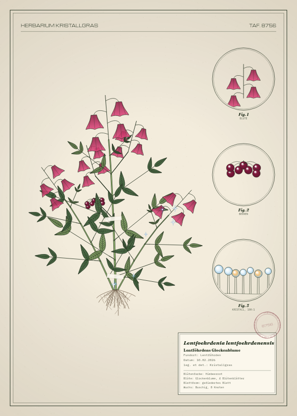 Botanische Tafel: Lentfoehrdenia lentfoehrdenensis, eine erfundene Pflanze aus Lentföhrden, gezeichnet wie in einem alten Pflanzenatlas