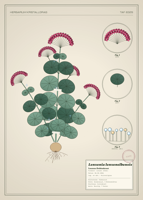 Botanische Tafel: Lenzenia lenzenelbensis, eine erfundene Pflanze aus Lenzen (Elbe), gezeichnet wie in einem alten Pflanzenatlas