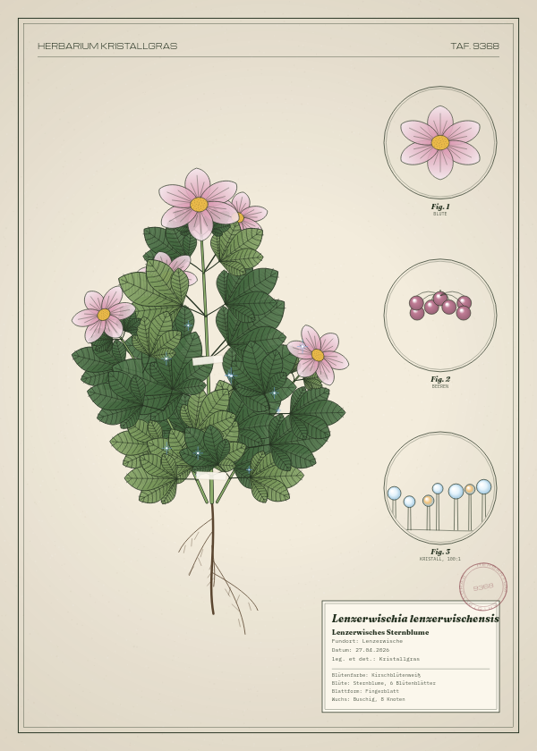 Botanische Tafel: Lenzerwischia lenzerwischensis, eine erfundene Pflanze aus Lenzerwische, gezeichnet wie in einem alten Pflanzenatlas