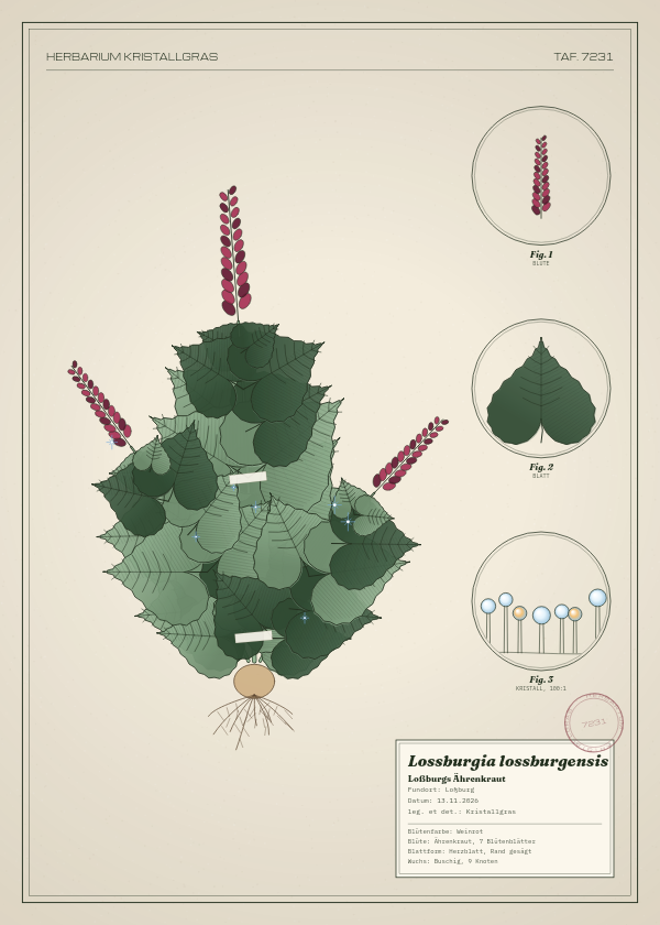 Botanische Tafel: Lossburgia lossburgensis, eine erfundene Pflanze aus Loßburg, gezeichnet wie in einem alten Pflanzenatlas