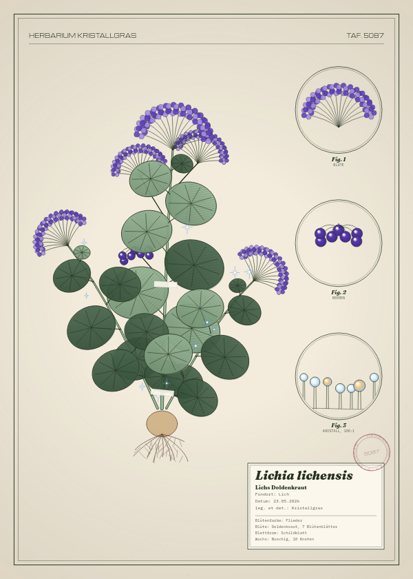 Botanische Tafel: Lichia lichensis, eine erfundene Pflanze aus Lich, gezeichnet wie in einem alten Pflanzenatlas