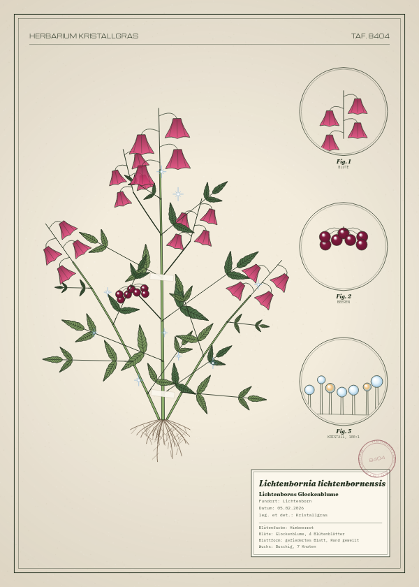 Botanische Tafel: Lichtenbornia lichtenbornensis, eine erfundene Pflanze aus Lichtenborn, gezeichnet wie in einem alten Pflanzenatlas
