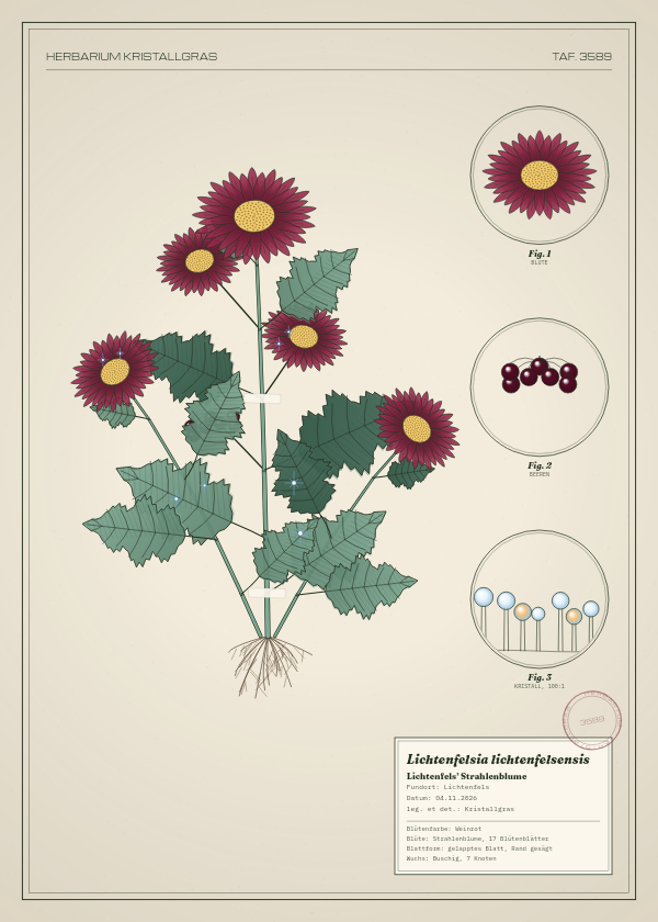Botanische Tafel: Lichtenfelsia lichtenfelsensis, eine erfundene Pflanze aus Lichtenfels, gezeichnet wie in einem alten Pflanzenatlas