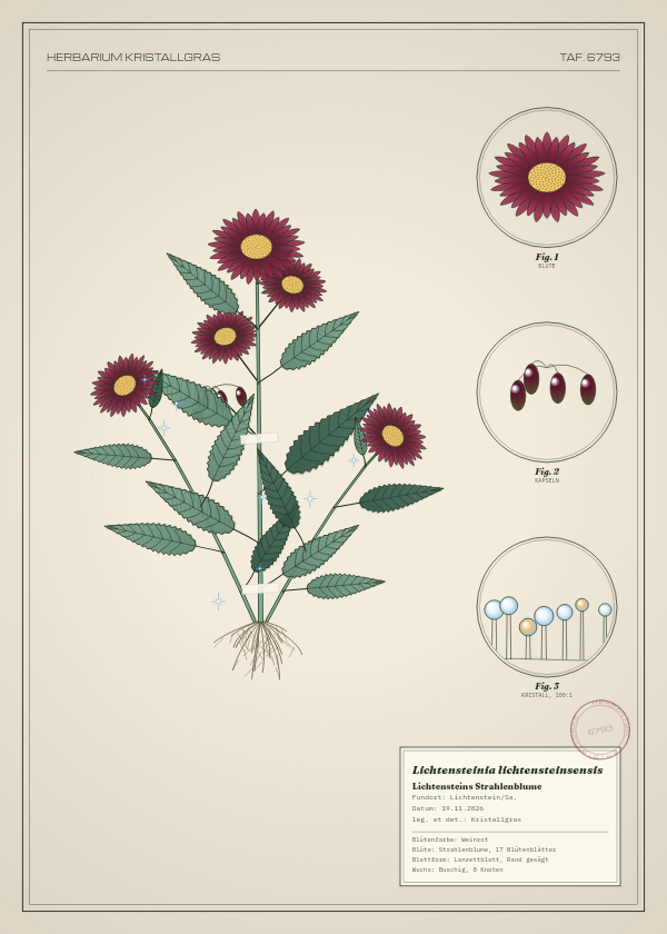 Botanische Tafel: Lichtensteinia lichtensteinsensis, eine erfundene Pflanze aus Lichtenstein/Sa., gezeichnet wie in einem alten Pflanzenatlas