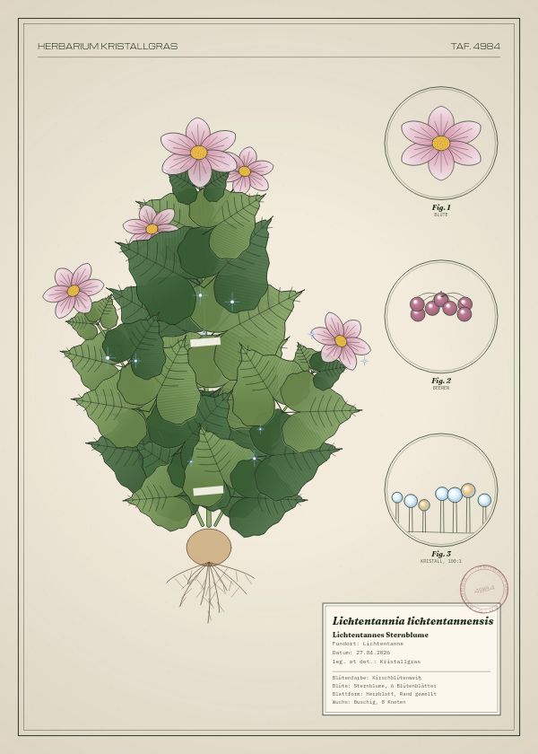 Botanische Tafel: Lichtentannia lichtentannensis, eine erfundene Pflanze aus Lichtentanne, gezeichnet wie in einem alten Pflanzenatlas