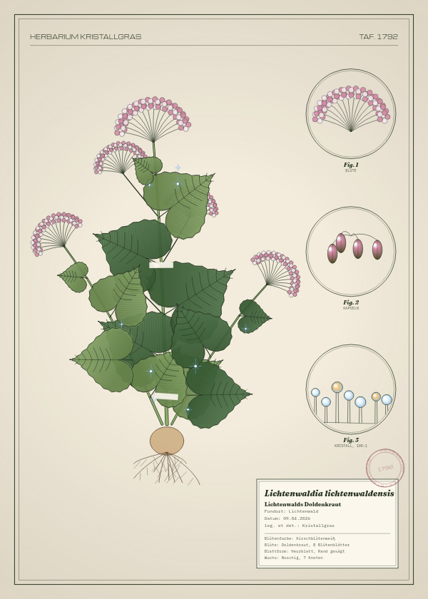 Botanische Tafel: Lichtenwaldia lichtenwaldensis, eine erfundene Pflanze aus Lichtenwald, gezeichnet wie in einem alten Pflanzenatlas