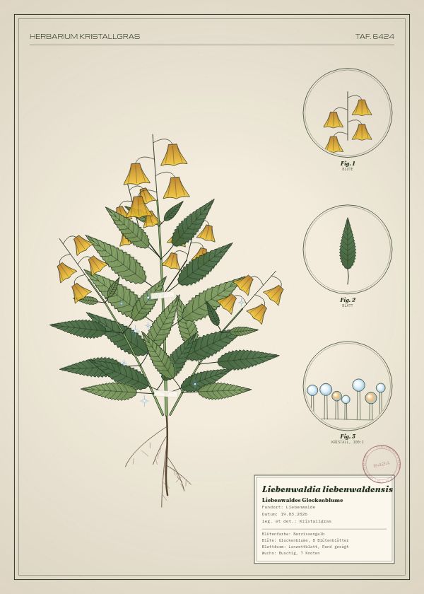 Botanische Tafel: Liebenwaldia liebenwaldensis, eine erfundene Pflanze aus Liebenwalde, gezeichnet wie in einem alten Pflanzenatlas