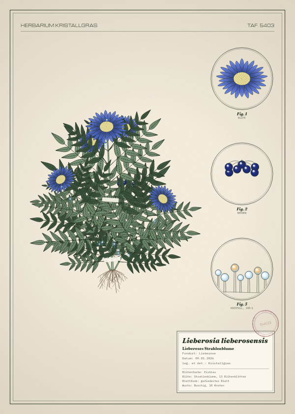 Botanische Tafel: Lieberosia lieberosensis, eine erfundene Pflanze aus Lieberose, gezeichnet wie in einem alten Pflanzenatlas