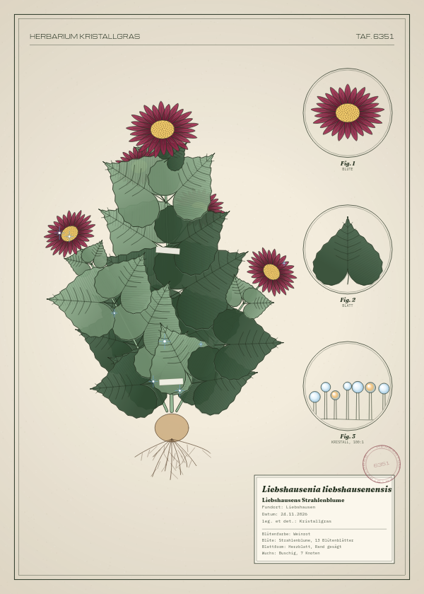 Botanische Tafel: Liebshausenia liebshausenensis, eine erfundene Pflanze aus Liebshausen, gezeichnet wie in einem alten Pflanzenatlas