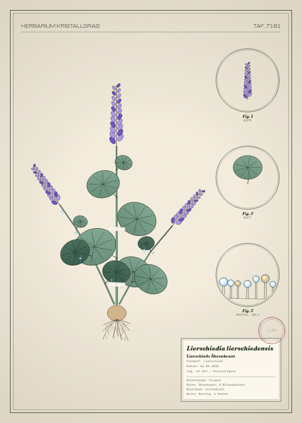 Botanische Tafel: Lierschiedia lierschiedensis, eine erfundene Pflanze aus Lierschied, gezeichnet wie in einem alten Pflanzenatlas
