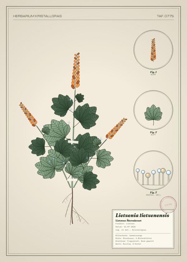 Botanische Tafel: Lietzenia lietzenensis, eine erfundene Pflanze aus Lietzen, gezeichnet wie in einem alten Pflanzenatlas