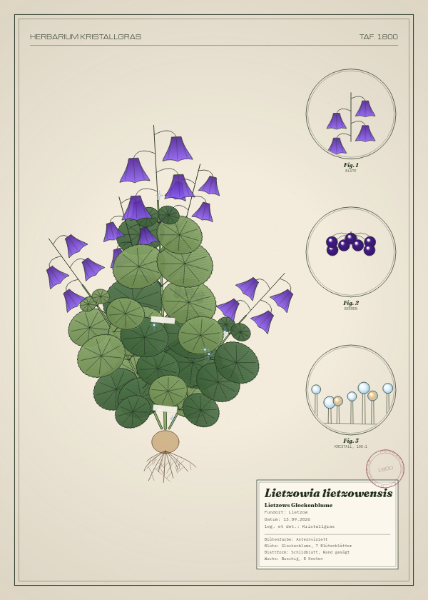 Botanische Tafel: Lietzowia lietzowensis, eine erfundene Pflanze aus Lietzow, gezeichnet wie in einem alten Pflanzenatlas