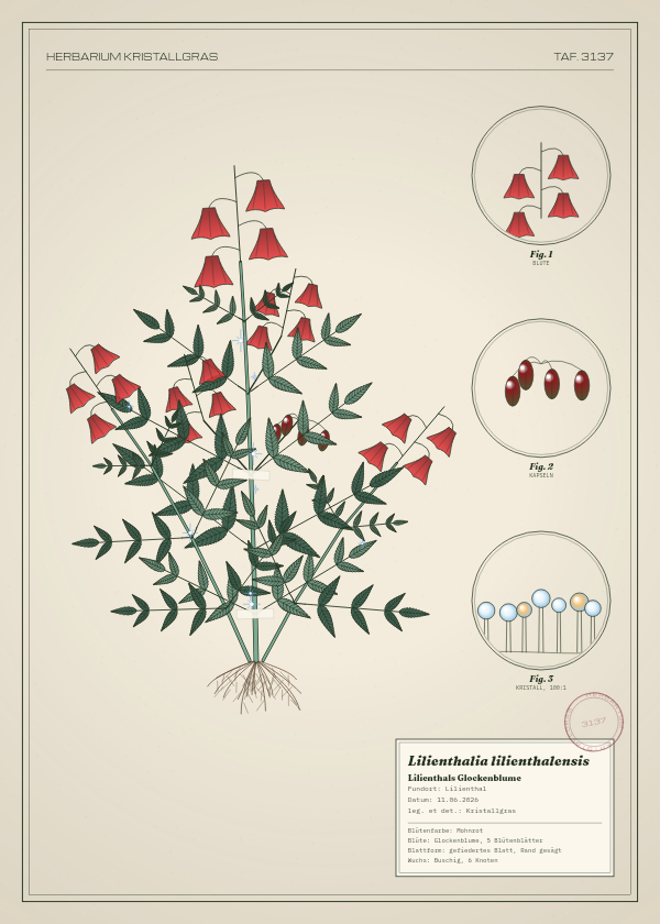 Botanische Tafel: Lilienthalia lilienthalensis, eine erfundene Pflanze aus Lilienthal, gezeichnet wie in einem alten Pflanzenatlas