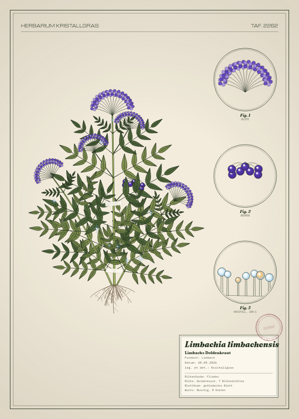 Botanische Tafel: Limbachia limbachensis, eine erfundene Pflanze aus Limbach, gezeichnet wie in einem alten Pflanzenatlas