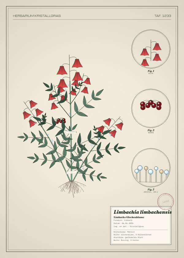 Botanische Tafel: Limbachia limbachensis, eine erfundene Pflanze aus Limbach, gezeichnet wie in einem alten Pflanzenatlas