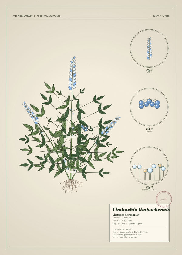 Botanische Tafel: Limbachia limbachensis, eine erfundene Pflanze aus Limbach, gezeichnet wie in einem alten Pflanzenatlas