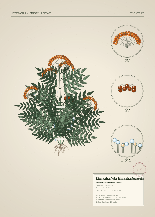 Botanische Tafel: Limeshainia limeshainensis, eine erfundene Pflanze aus Limeshain, gezeichnet wie in einem alten Pflanzenatlas