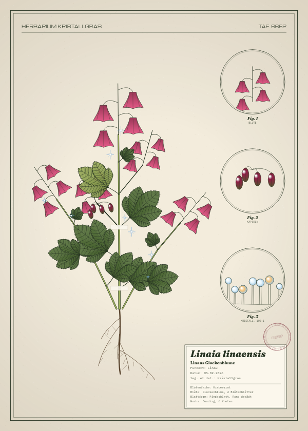 Botanische Tafel: Linaia linaensis, eine erfundene Pflanze aus Linau, gezeichnet wie in einem alten Pflanzenatlas