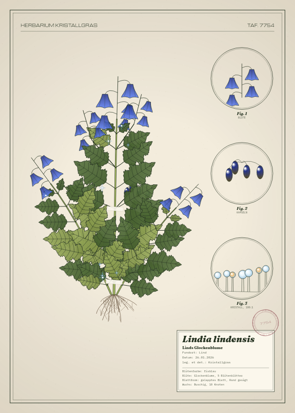 Botanische Tafel: Lindia lindensis, eine erfundene Pflanze aus Lind, gezeichnet wie in einem alten Pflanzenatlas