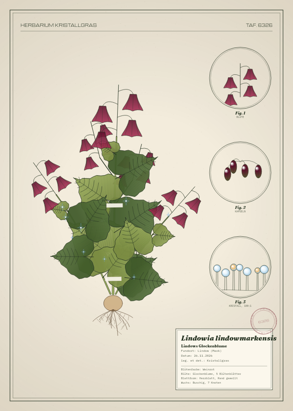 Botanische Tafel: Lindowia lindowmarkensis, eine erfundene Pflanze aus Lindow (Mark), gezeichnet wie in einem alten Pflanzenatlas