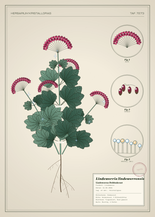 Botanische Tafel: Lindewerria lindewerrensis, eine erfundene Pflanze aus Lindewerra, gezeichnet wie in einem alten Pflanzenatlas