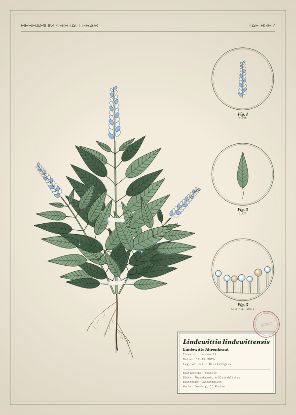 Botanische Tafel: Lindewittia lindewittensis, eine erfundene Pflanze aus Lindewitt, gezeichnet wie in einem alten Pflanzenatlas