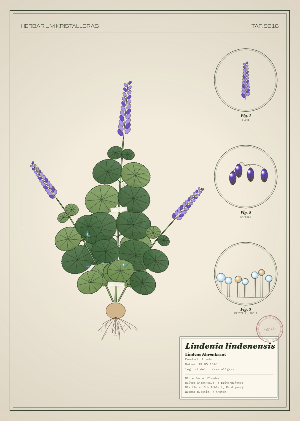 Botanische Tafel: Lindenia lindenensis, eine erfundene Pflanze aus Linden, gezeichnet wie in einem alten Pflanzenatlas