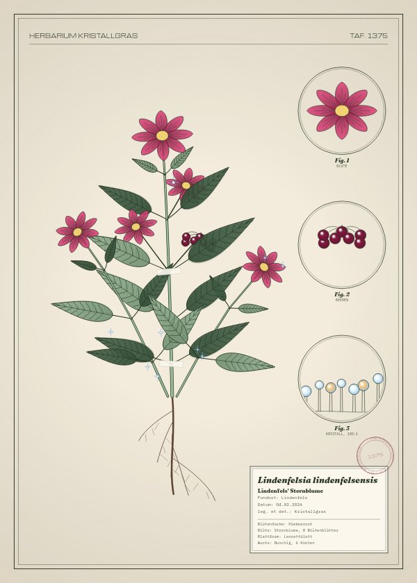 Botanische Tafel: Lindenfelsia lindenfelsensis, eine erfundene Pflanze aus Lindenfels, gezeichnet wie in einem alten Pflanzenatlas