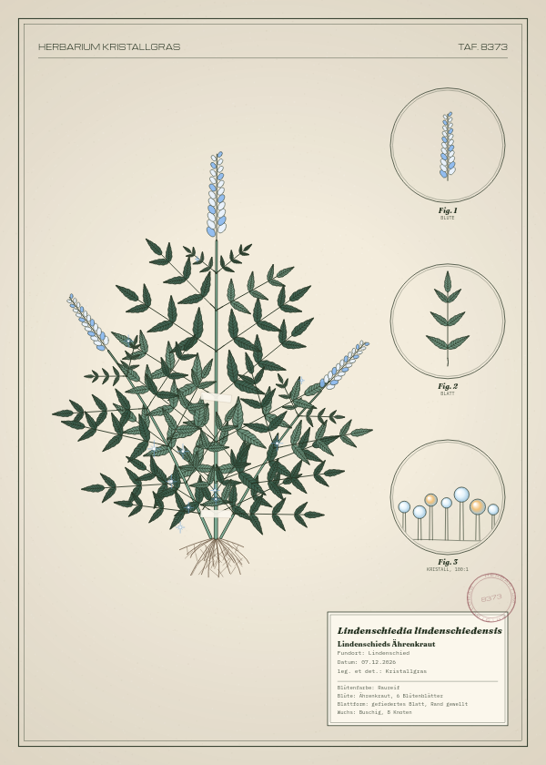 Botanische Tafel: Lindenschiedia lindenschiedensis, eine erfundene Pflanze aus Lindenschied, gezeichnet wie in einem alten Pflanzenatlas