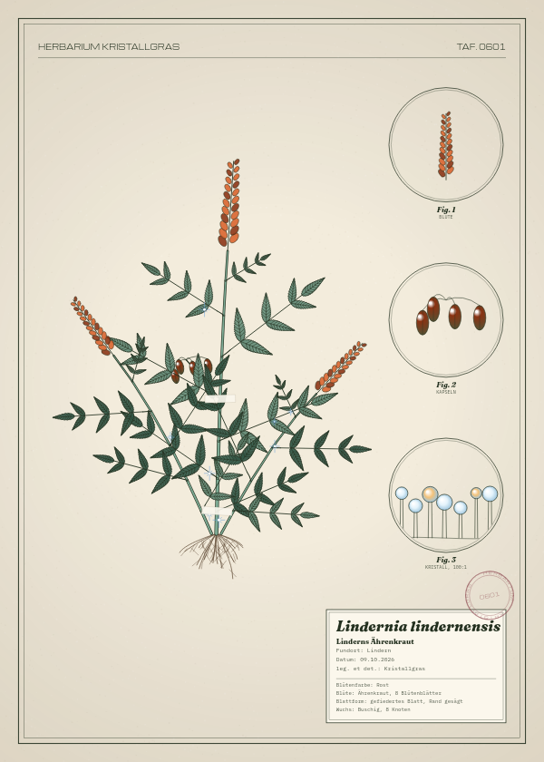 Botanische Tafel: Lindernia lindernensis, eine erfundene Pflanze aus Lindern, gezeichnet wie in einem alten Pflanzenatlas