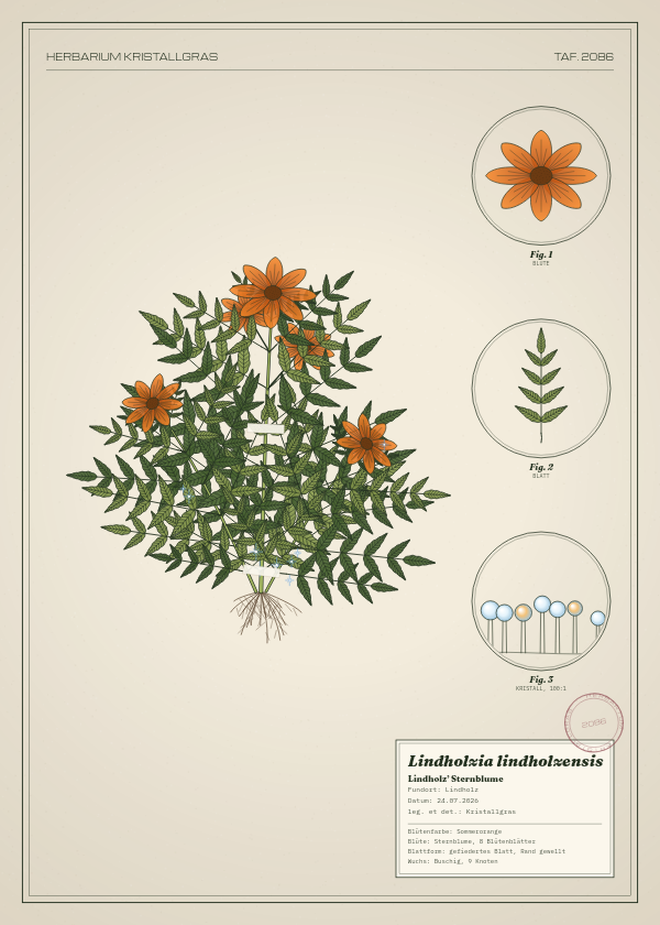 Botanische Tafel: Lindholzia lindholzensis, eine erfundene Pflanze aus Lindholz, gezeichnet wie in einem alten Pflanzenatlas