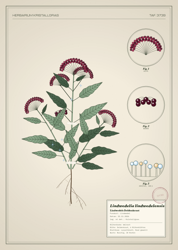 Botanische Tafel: Lindwedelia lindwedelensis, eine erfundene Pflanze aus Lindwedel, gezeichnet wie in einem alten Pflanzenatlas
